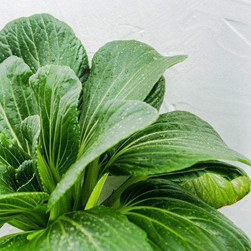Green Bok Choy