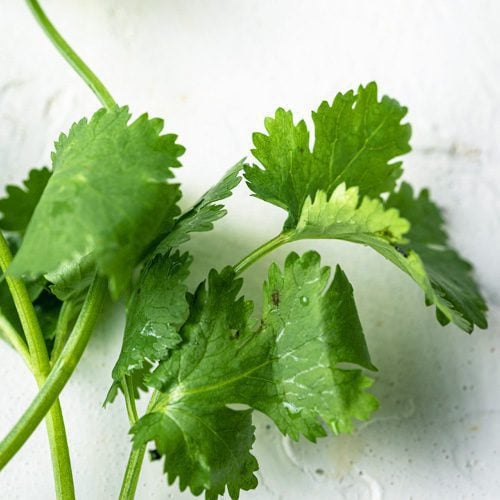Cilantro