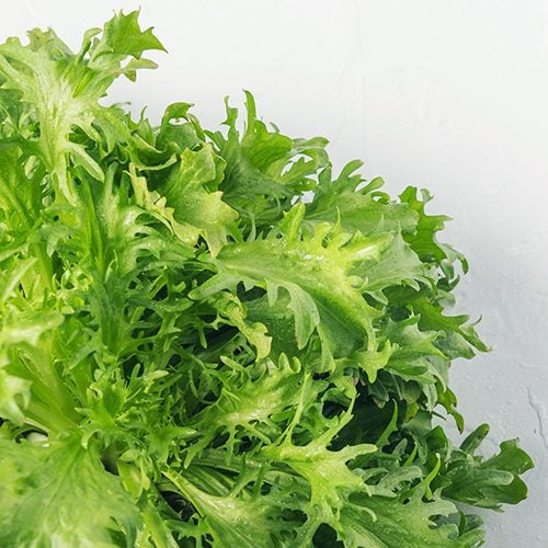 Endive Lettuce