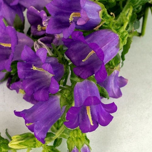 Purple Campanula