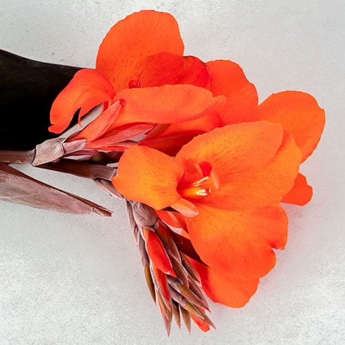 Orange canna flower