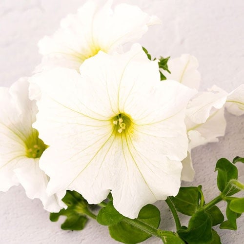 White Petunia
