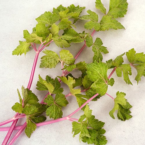 Pink celery