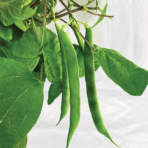 Green Beans