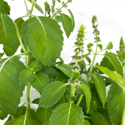 Holy Basil