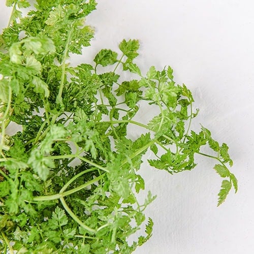 Bundle of Chervil on a white background