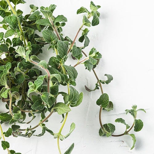 Bundle of Sweet Marjoram on a white background