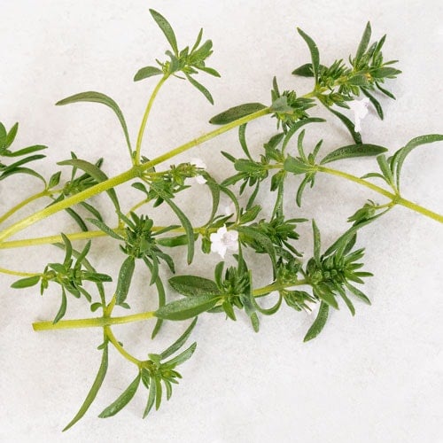 Bundle of Savory on white background