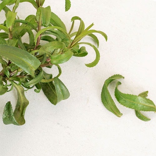 Bundle of Tarragon on a white background