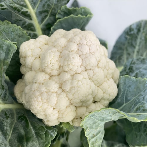 Mini Cauliflower