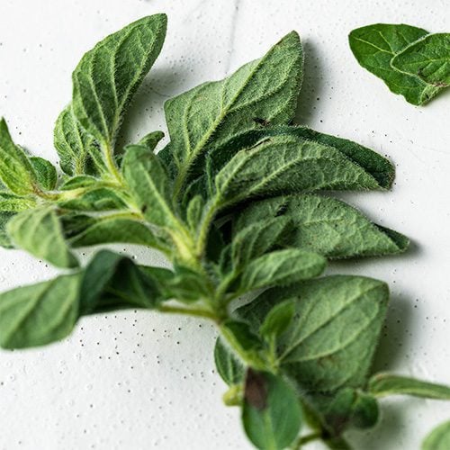 Oregano