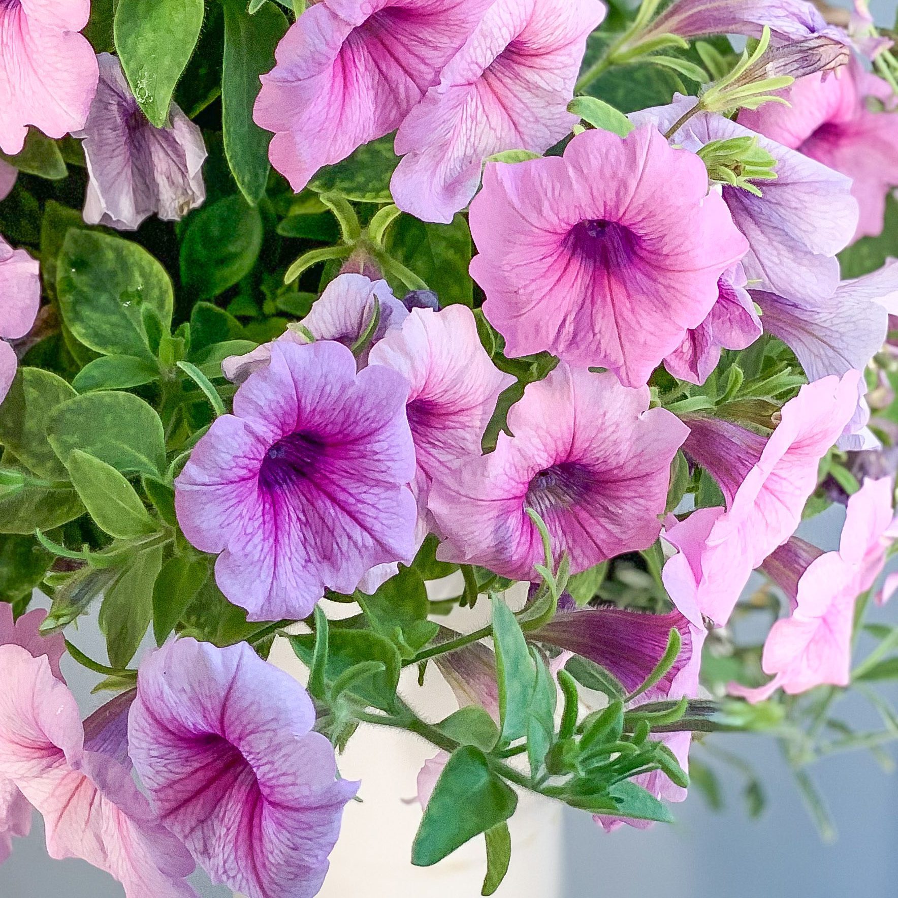 Pink Petunia