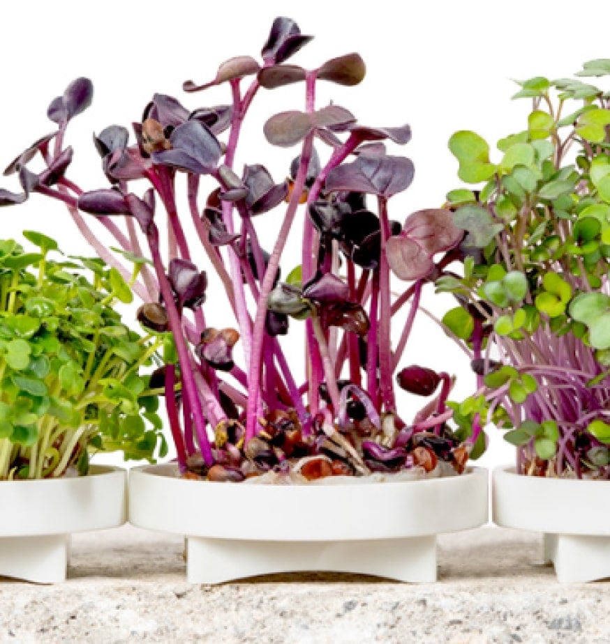 Close up image of Microgreens seed pads sprouted sitting on top of a stone table