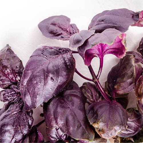 Purple Basil
