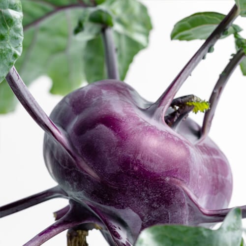 Purple Kohlrabi