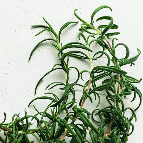 Rosemary