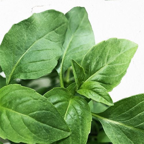 Sweet Thai Basil