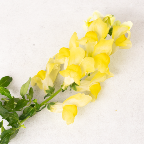 Yellow Snapdragon