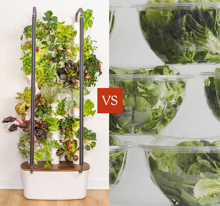 Gardyn verses Grocery Store Produce