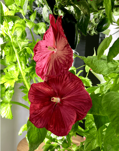 Red hibiscus flowers growing on a Gardyn